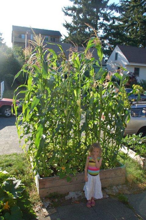 My daughter Lola stands in front of the corn that I grew in my front yard in Seattle a few years back. The corn grew tall but ran out of time (cold wet fall comes too soon here) to fully mature. 