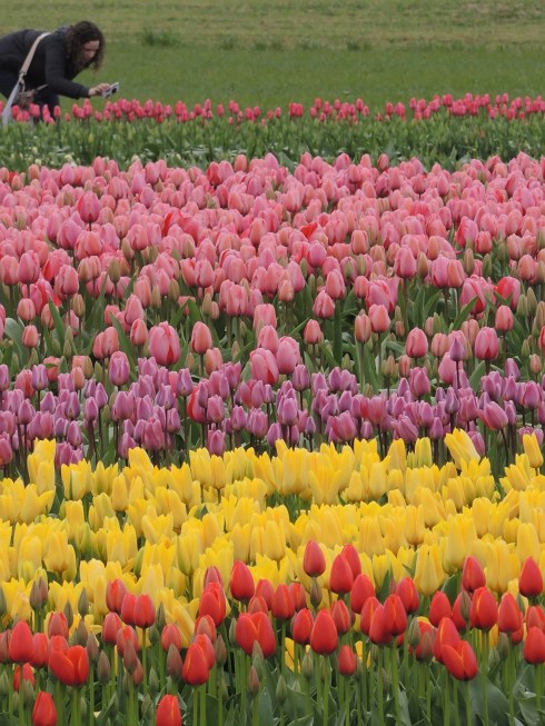 The orange tulips (is that their color) are among my favorites. 